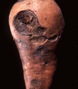 Diseases